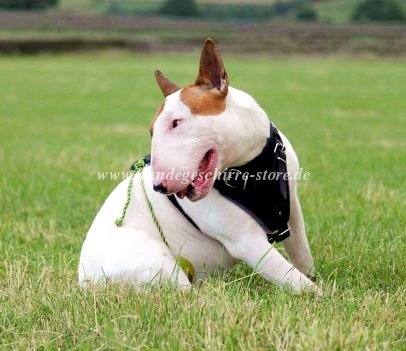 leather harness bull terrier walking buy