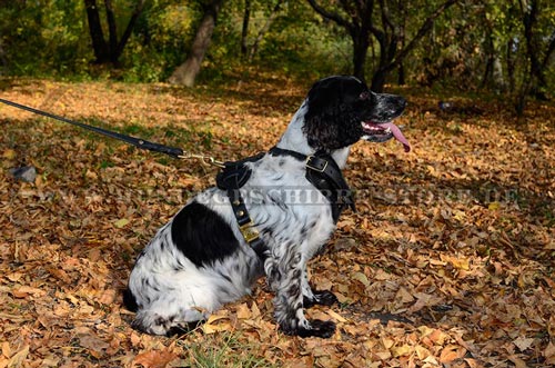 Leder Hundegeschirr, spityenqualitativ