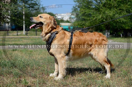  Hundegeschirr Leder mit verstellbarer Größe