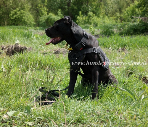 American Bandogge Mastiff Hundegeschirr nylon