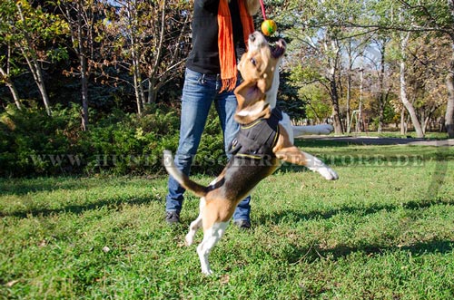 Hundegeschirr aus Nylon für angenehme Ausläufe