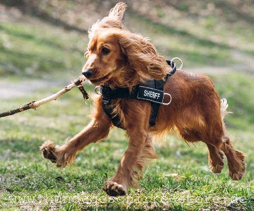 Hundegeschirr aus Nylon am Spaniel