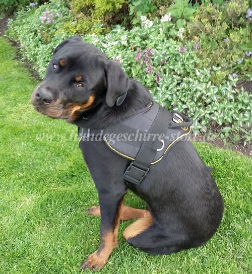 rottweiler geschirr nylon berlin