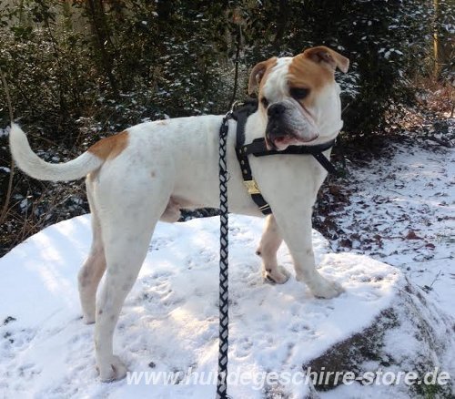 leather harness for Old English Bulldog