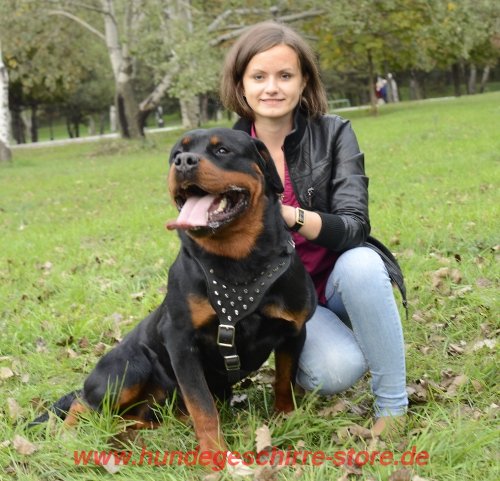 Rottweiler Geschirr Leder mit Dornen