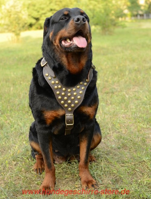 Hundegeschirr Leder Rottweiler kaufen