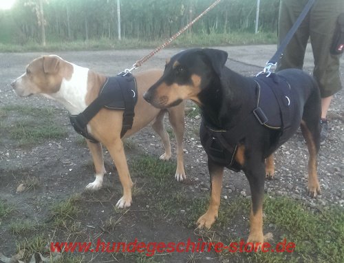 Staffordshire Bullterrier und Bullterrier Brustgeschirr Nylon