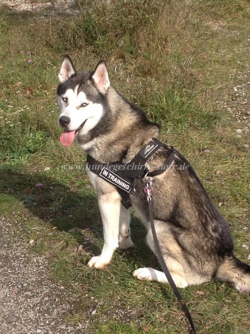 hundegeschirr nylon husky berlin