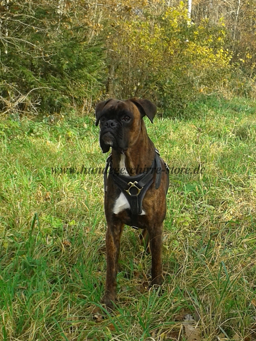 spitzenqualitatives Leder Hundegeschirr