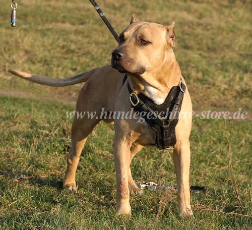 dog leather harness American Pit Bull Munich