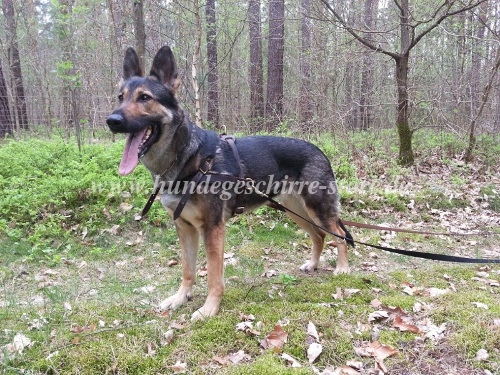 Schäferhund Geschirr Leder für Pulling