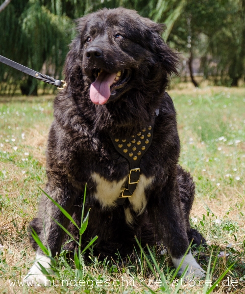 gut sitzendes Hundegeschirr aus Leder