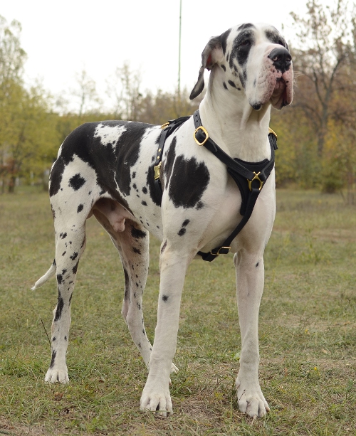  Hundegeschirr aus Leder für große Hunde