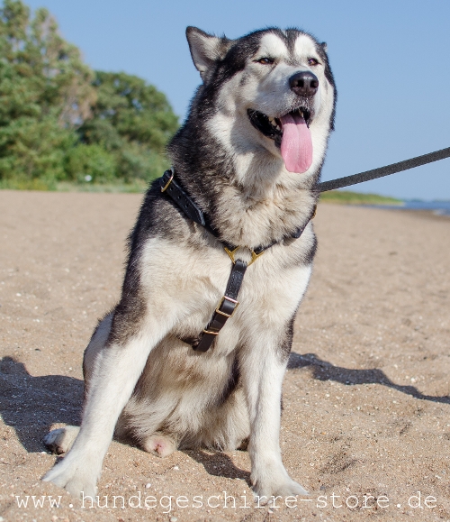 gut sitzendes Leder Hundegeschirr