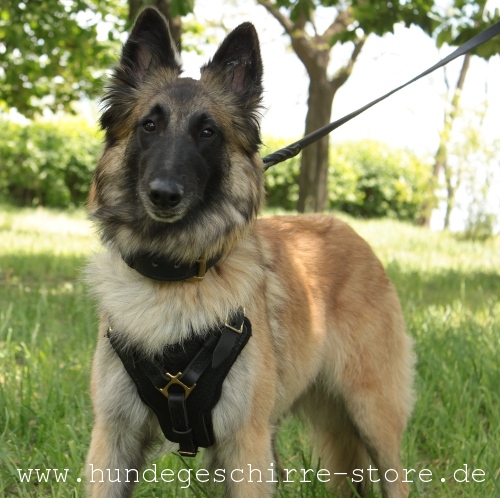 Leder Hundegeschirr, ausßergewöhnlich