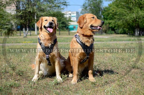 Leder Hundegeschirr, schönes Designer Dekor