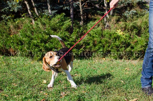 Leder Hundegeschirr, wertvoll