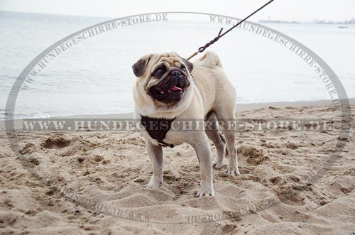 Hundegeschirr aus Leder für bequemes Tragen