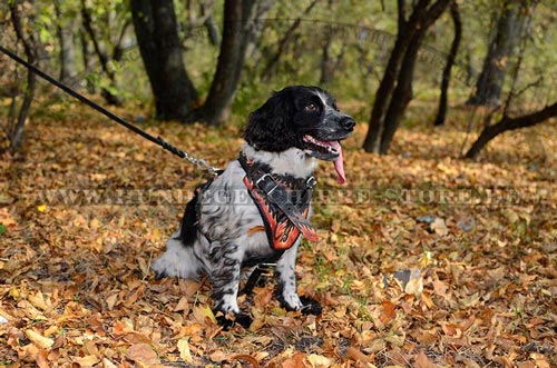 Hundegeschirr aus Leder, prächtig