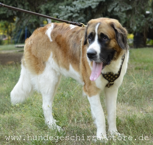 Leder Hundegeschirr, stilvoll