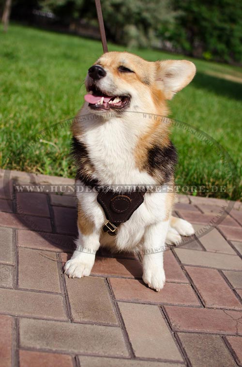 Hundegeschirr aus Leder, spitzenqualitativ