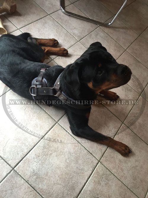 Leder Hundegeschirr für Rottweiler, bequem