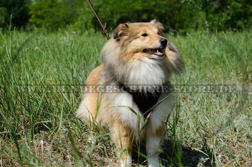 Leder Hundegeschirr mit robustem Beschlag