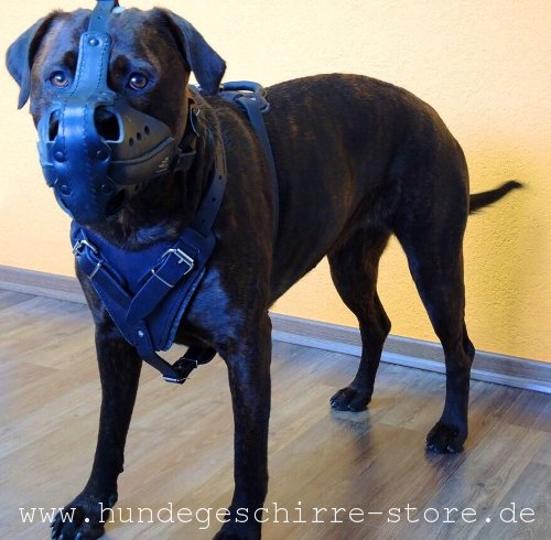 Leder Hundegeschirr mit durchgenähter Fläche