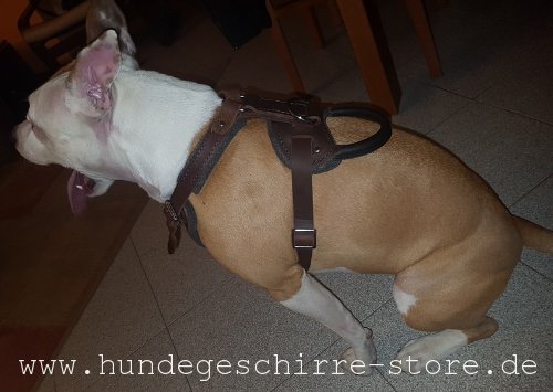 Hundegeschirr aus Leder, praktisch und bequem