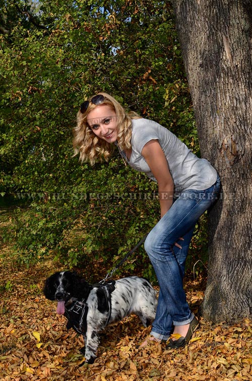 Leder Hundegeschirr für Cocker Spaniel