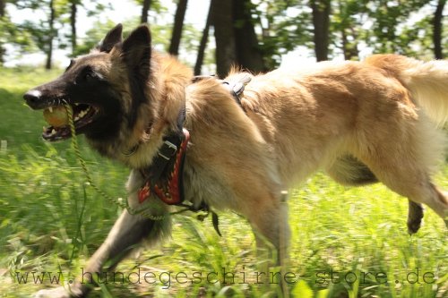 abriebfestes sicheres Hundegeschirr Leder