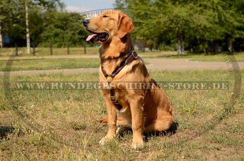 gut sitzendes Leder Hundegeschirr