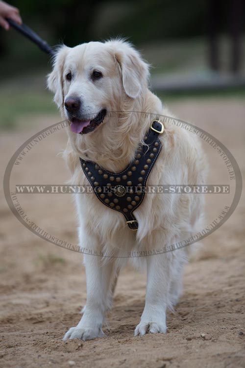 Hundegeschirr Leder, außergewöhnlich