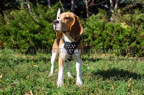  Hundegeschirr aus Leder, praktisch