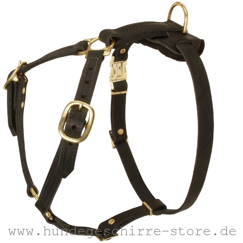 Leder Hundegeschirr, praktisch und bequem