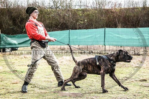 Hundegeschirr aus Leder für angenehme Ausläufe