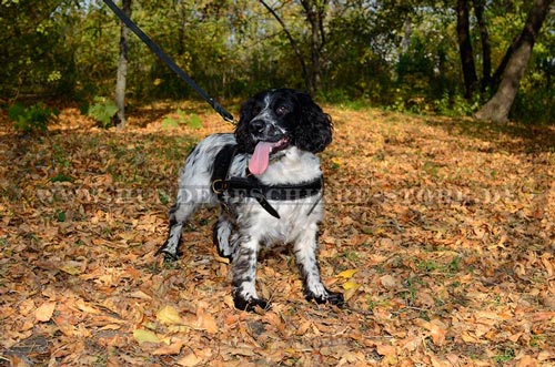 Hundegeschirr aus Leder, praktisch