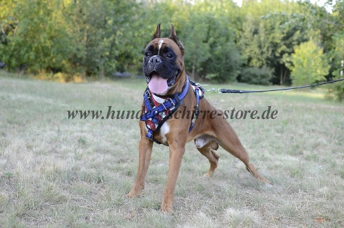 Boxer, zuggeschirr boxer