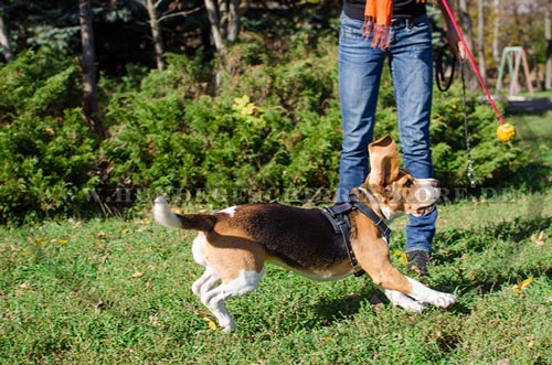  Hundegeschirr aus Leder mit bequemem Beschlag