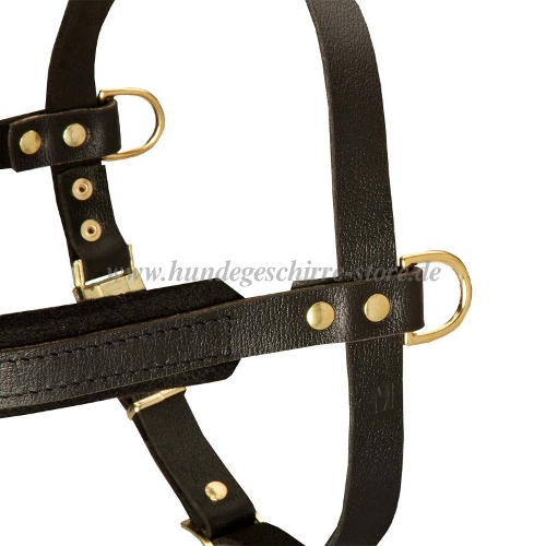 dog harness light