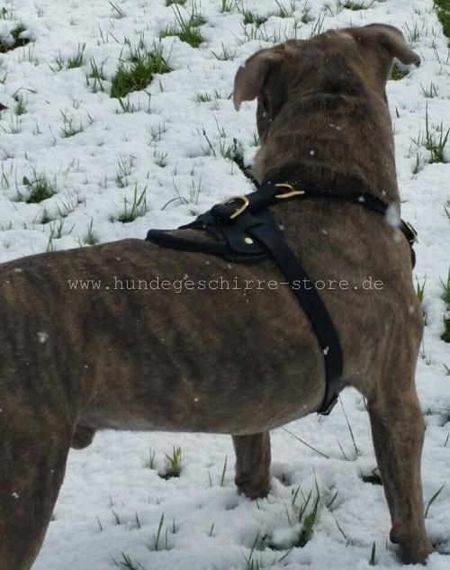 dog leather harness american bulldog munich