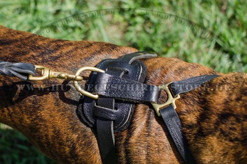 Boxer mit Brustgeschirr mit Messingringen