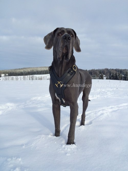 geschirr Fettleder deutsche dogge kaufen