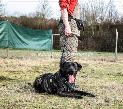 hundegeschirr bandog mastiff Gepolstert