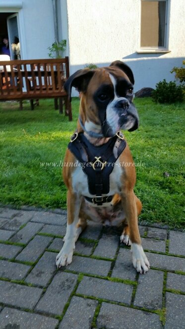 hundegeschirr leder deutscher boxer berlin