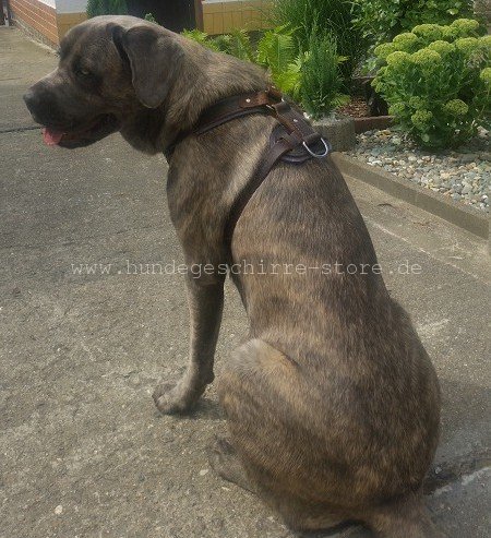 hundegeschirr mastiff berlin