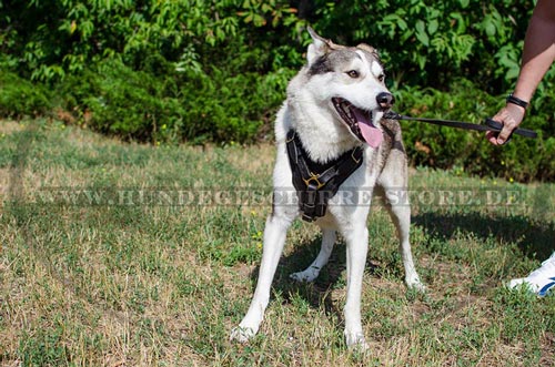 Laika, brustgeschirr husky