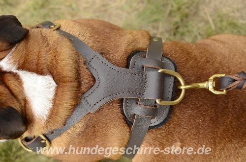 Bulldogge Leder Brustgeschirr