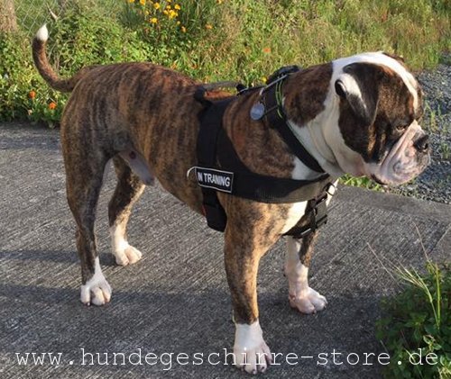 Brustgeschirr Nylon am Bulldogge