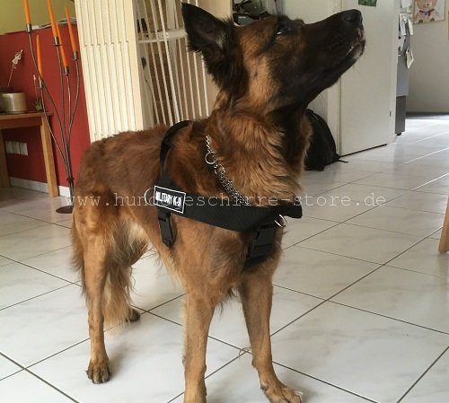 hundegeschirr canicross malinois berlin